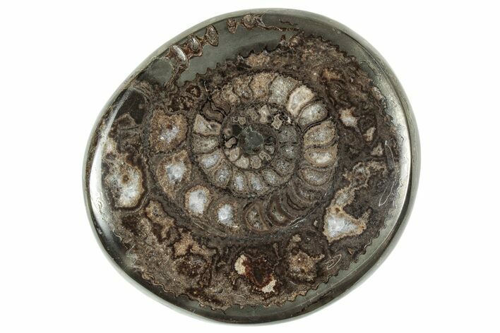 Polished Fossil Ammonite (Dactylioceras) Half - England #240744
